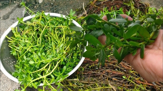 Dù là loại rau rẻ tiền và bình dân nhưng rau sam lại sở hữu những giá trị dinh dưỡng cao đến bất ngờ.    
