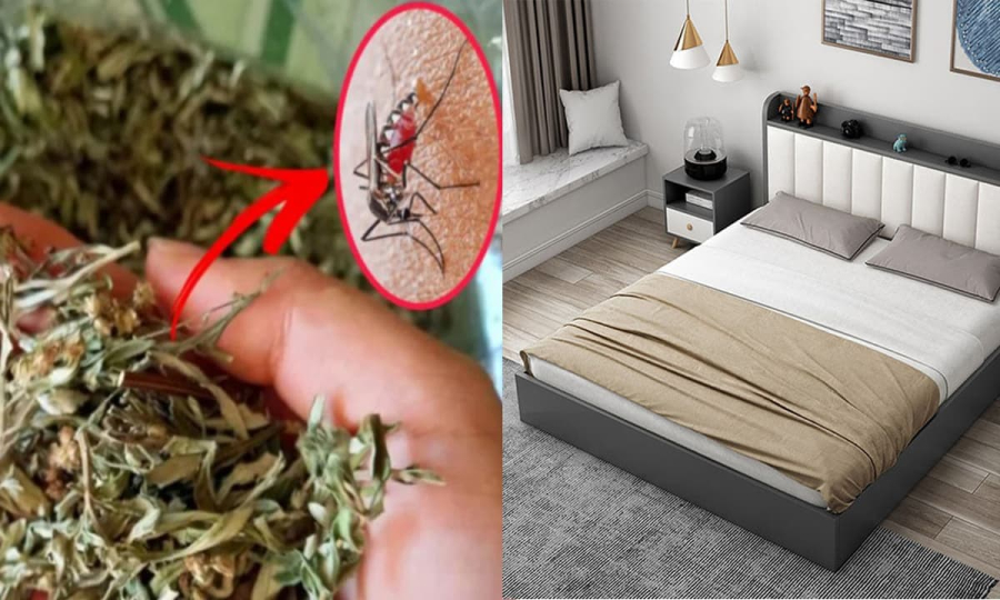 Lấy nắm lá này để trong phòng ngủ: Muỗi cả đàn cũng bay sạch, cả nhà yên giấc ngủ ngon