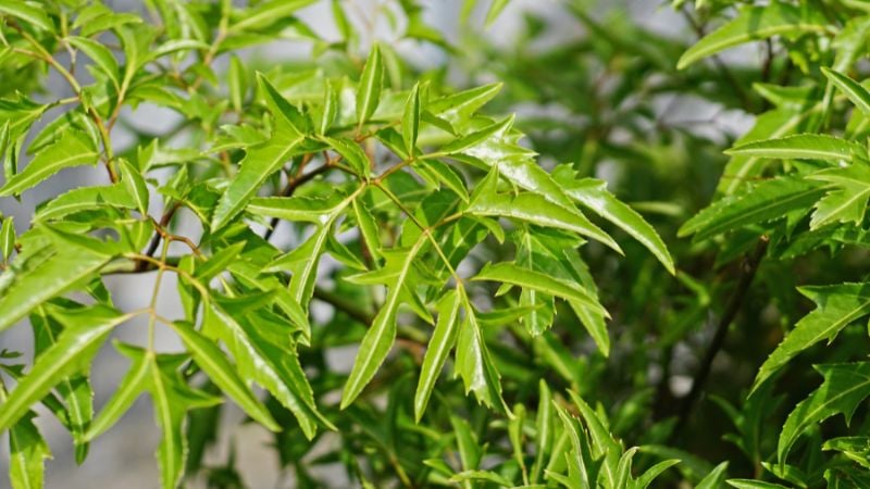 Theo các tài liệu y học cổ truyền Việt Nam, đinh lăng đã gắn bó với đời sống người dân từ hàng trăm năm nay