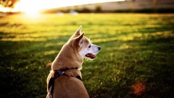 Câu nói xưa “chó không quá tám năm” không chỉ phản ánh thực tế đời sống mà còn ẩn chứa nhiều tầng ý nghĩa sâu xa.