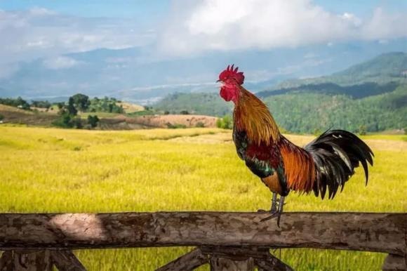 Câu nói “gà không quá sáu năm” là một trong những đúc kết thực tế từ Shbet16 chơi game trực tuyến của người xưa, đặc biệt là trong bối cảnh nông thôn.