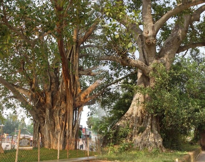 Cây âm là những loại cây có đặc tính hấp thụ năng lượng mạnh, thường phát triển tốt trong bóng râm, ẩm ướt, có màu sắc u tối, lá rủ hoặc có hình thù kỳ lạ. 