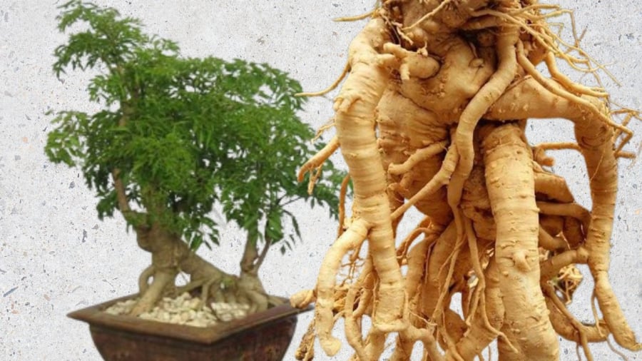 Củ đinh lăng cần trồng đủ số năm nhất định mới giàu dược tính