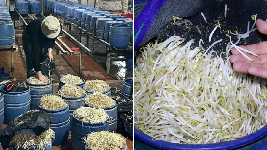 Các cơ sở sản xuất dùng loại hóa chất được gọi là 