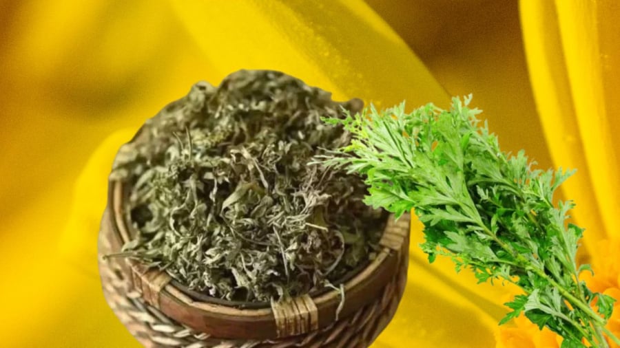 Ngải cứu có thể dùng cây khô hoặc cây tươi