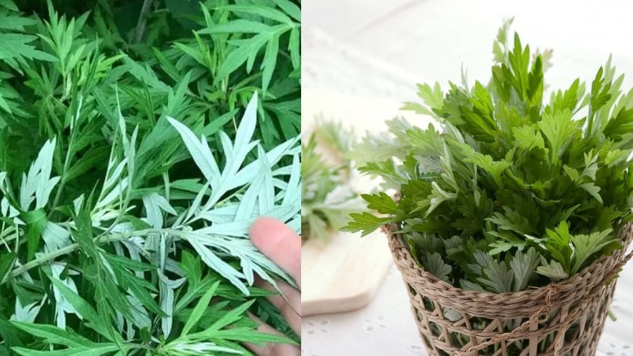 Ngải cứu là cây thuốc và còn là cây phong thủy