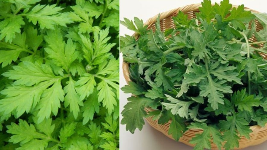 Rau ngải cứu mang ý nghĩa phong thủy tốt lành