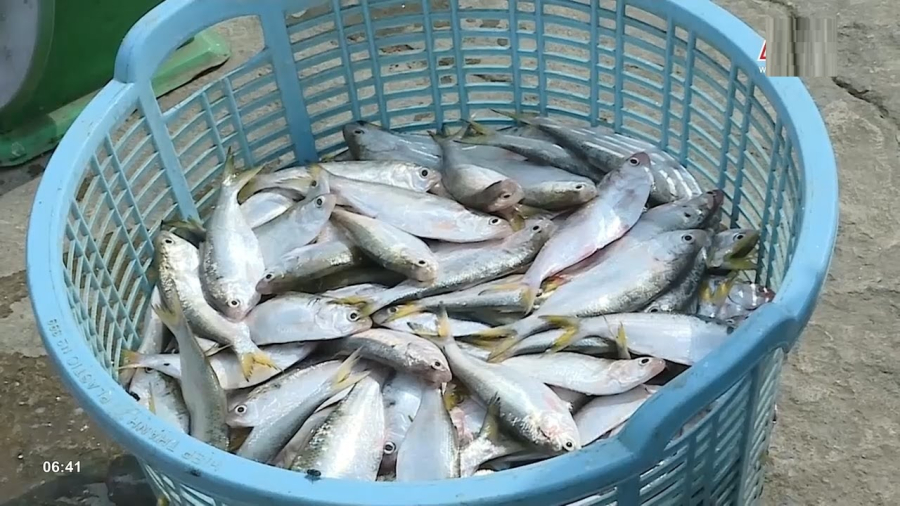 Với thịt mềm béo, xương mềm ăn được, giàu canxi và omega-3, cá mòi không chỉ ngon mà còn cực kỳ tốt cho sức khỏe.