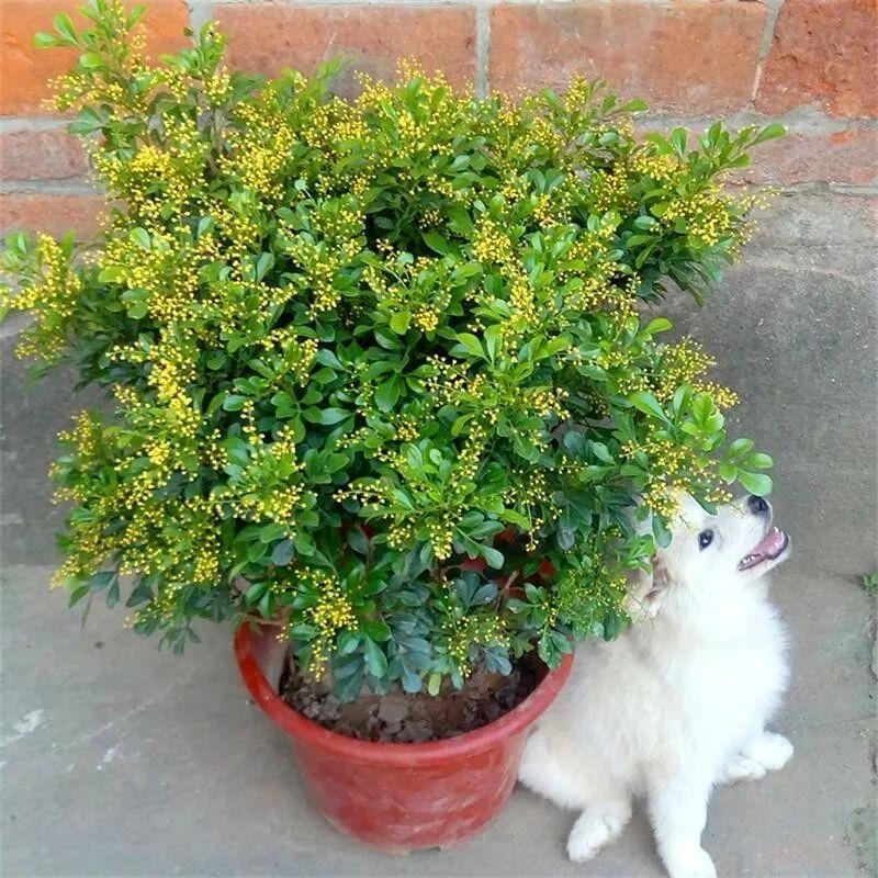 Cây ngâu từ lâu đã được biết đến như một biểu tượng của sự tinh tế trong không gian sân vườn Việt Nam