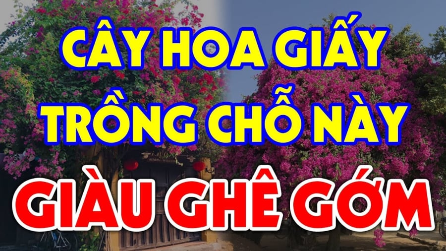 Hoa giấy vừa mang vẻ đẹp dịu dàng lại có khả năng hóa giải tà khí cực tốt. 