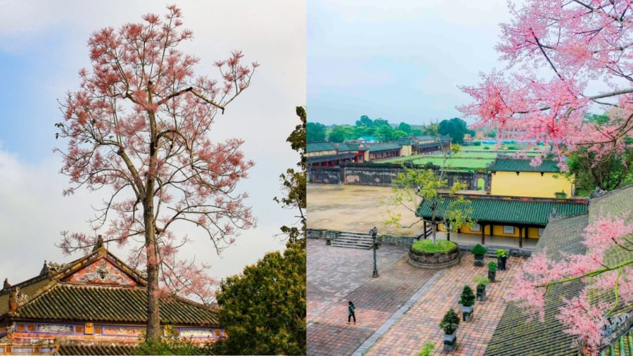 Ngô đồng khoe sắc ở Đại Nội Huế