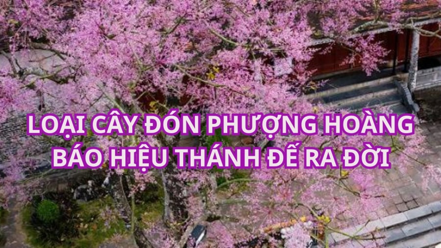 Truyền thuyết nói rằng phượng hoàng chỉ đậu trên ngọn cây ngô đồng