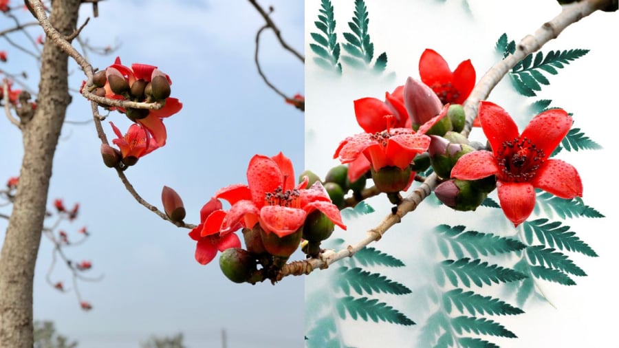 Cây hoa gạo đỏ đẹp nhưng bị xem là cây có ma