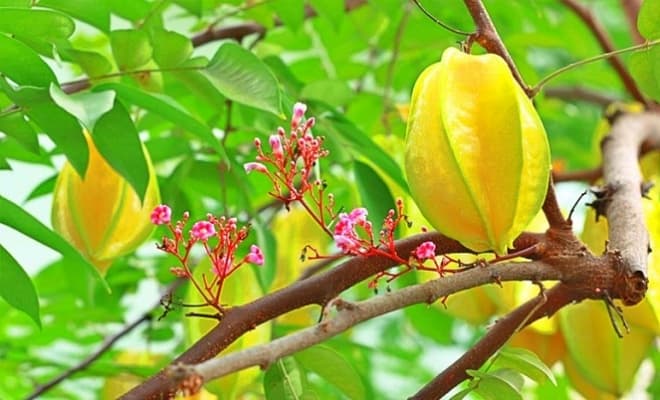 Người mệnh kim có nên trồng khế hay không?
