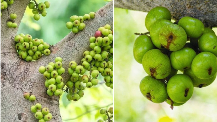 Quả sung rất giàu dinh dưỡng