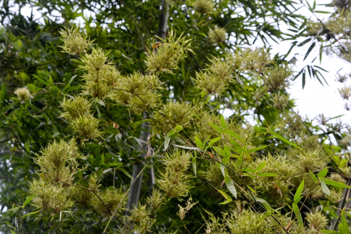 Tre trúc nở hoa
