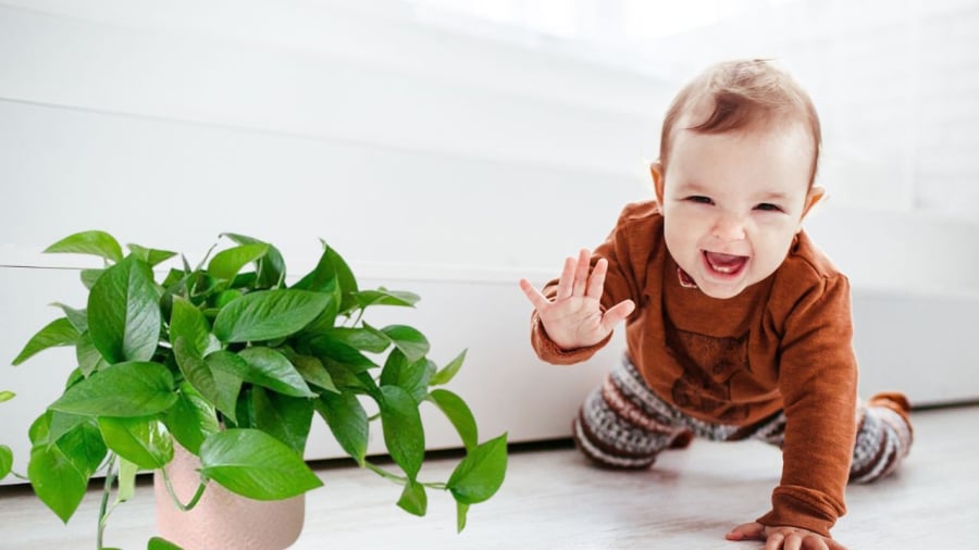 Đừng đặt chậu trầu bà trong tầm tay trẻ nhỏ