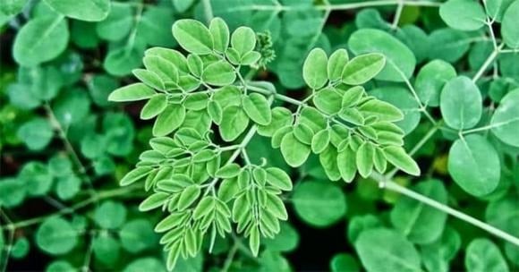 Chùm ngây (tên khoa học: Moringa Oleifera) là loại cây thảo dược nổi tiếng có nguồn gốc từ Ấn Độ, được mệnh danh là “vàng xanh” nhờ vào những lợi ích tuyệt vời cho sức khỏe. 