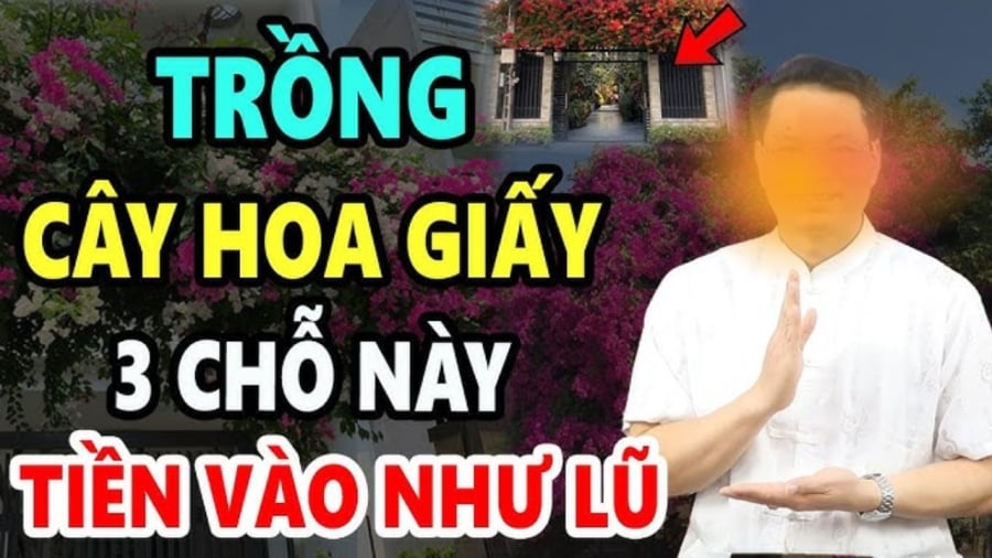 Theo quan niệm phong thủy, cây hoa giấy được coi là biểu tượng của sự may mắn, hạnh phúc và thịnh vượng. Hoa giấy nở rộ đại diện cho sự thành công, phát triển trong công việc cũng như Shbet16 chơi game trực tuyến.    