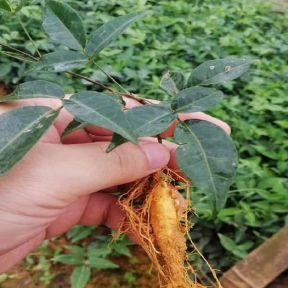 Cát sâm còn được biết đến với nhiều tên gọi khác như sâm chèo mèo, sâm nam hay sâm trâu.