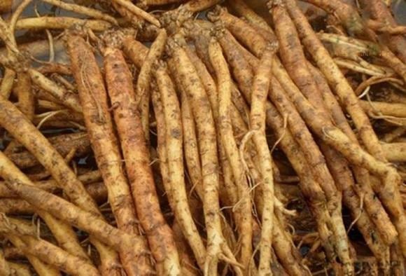 Mặc dù là dược liệu lành tính, việc dùng quá liều có thể gây buồn nôn, chóng mặt.