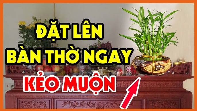 Cây phát tài mang tới may mắn đệ tử của Thần Tài