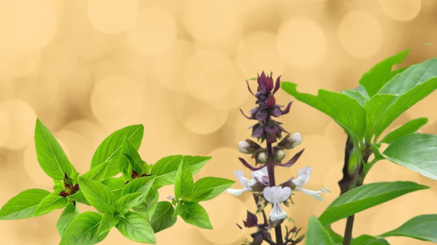 Húng quế vừa nhiều công dụng vừa tốt phong thủy