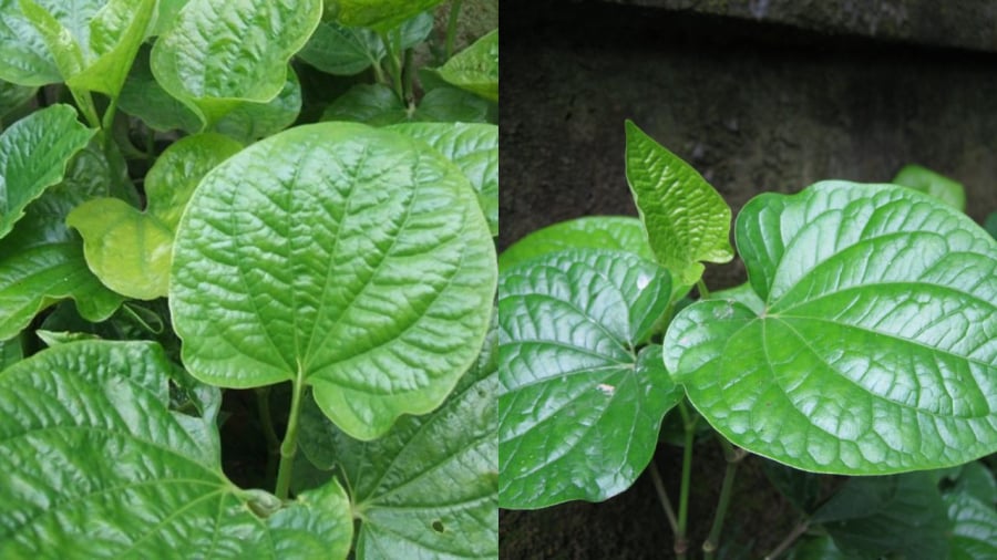 Lá lốt có nhiều công dụng trong đời sống