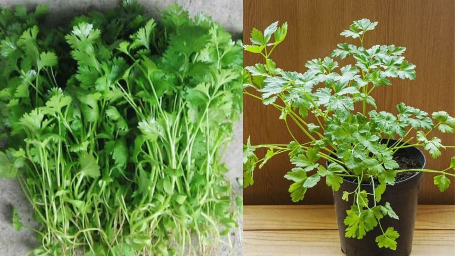 Rau mùi gia vị phổ biến, ăn ngon lại tốt sức khỏe