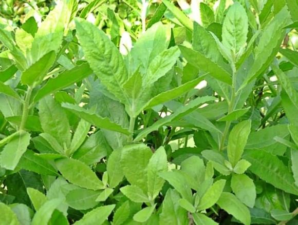 Cúc tần là loại cây quen thuộc ở nhiều vùng quê Việt Nam, thường được trồng làm hàng rào hoặc cây che nắng. Ít ai ngờ rằng, loài cây mộc mạc này lại vừa là món rau dân dã, vừa là vị thuốc quý trong y học cổ truyền. 