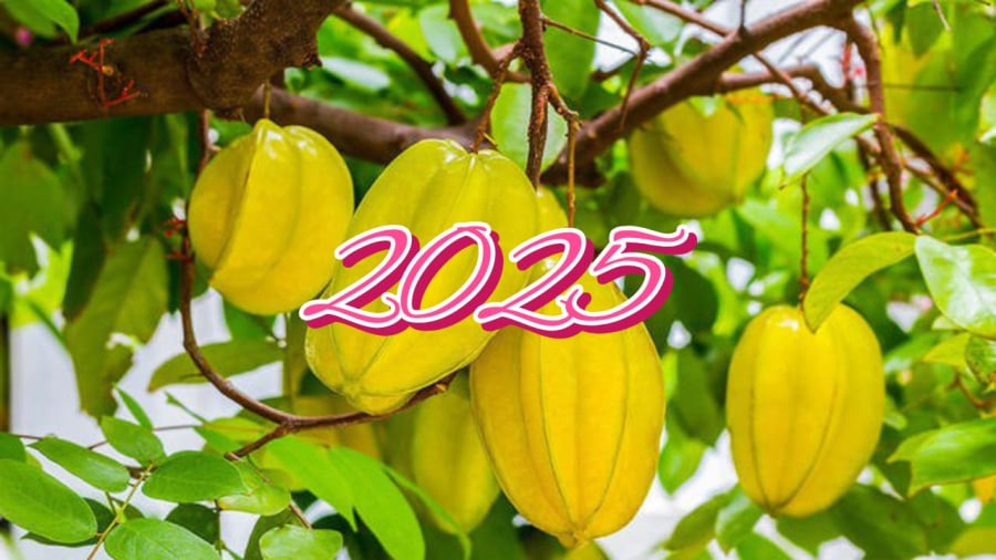 Ất Tỵ 2025 rất tốt khi có cây khế trong nhà