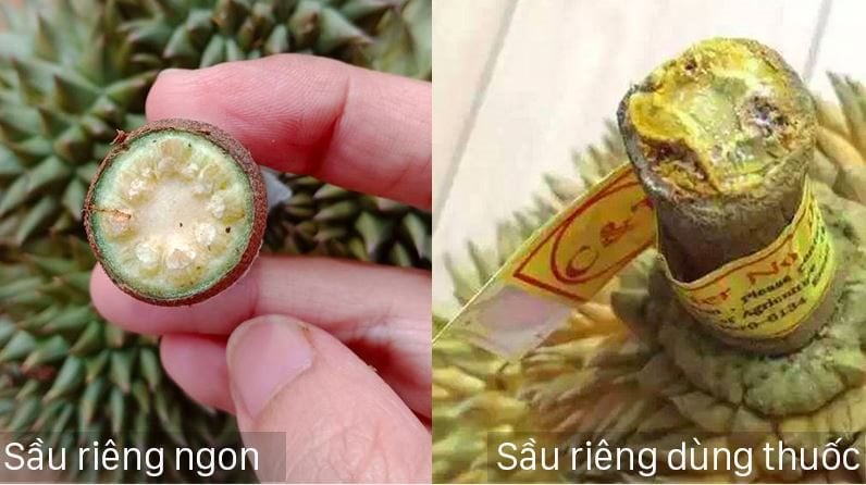 nhan-biet-sau-rieng-1