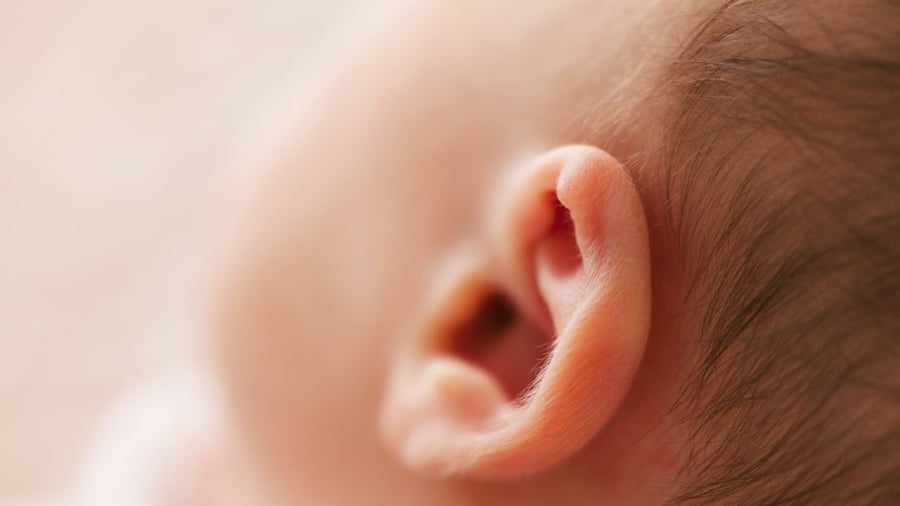Kích thước tai có mối liên hệ với trí thông minh