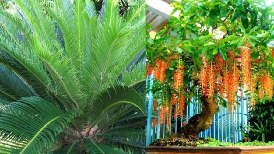 Lộc vừng vạn tuế trồng cùng cây sung sẽ tăng giá trị phong thủy