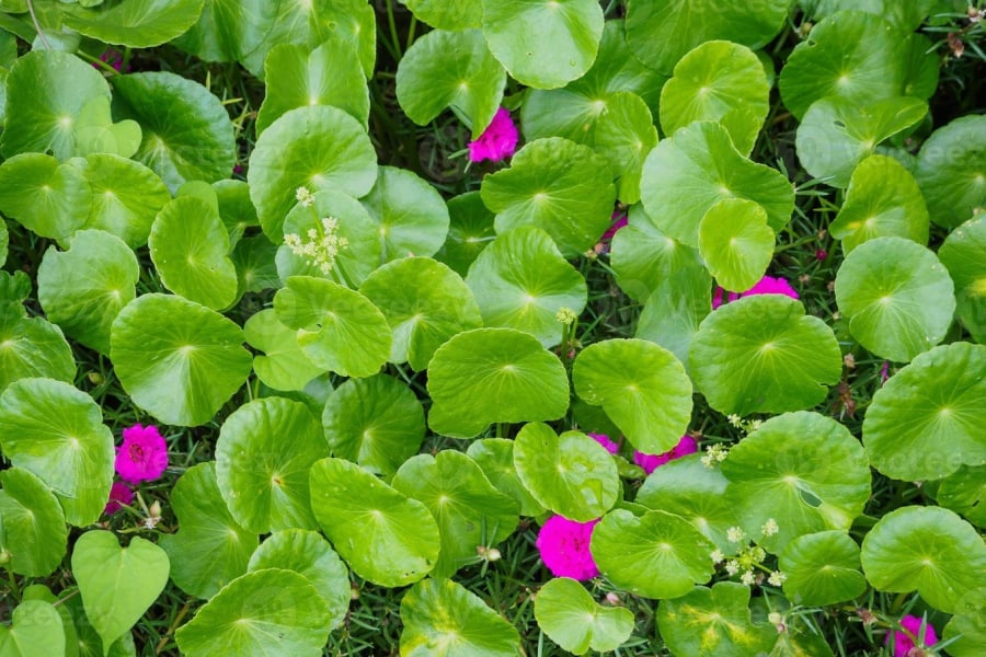 Rau má có vị ngọt nhẹ, hơi đắng và tính bình, giúp thanh nhiệt, giải độc, tiêu viêm, hỗ trợ điều trị mụn nhọt, nóng gan, huyết áp cao và làm sáng da.