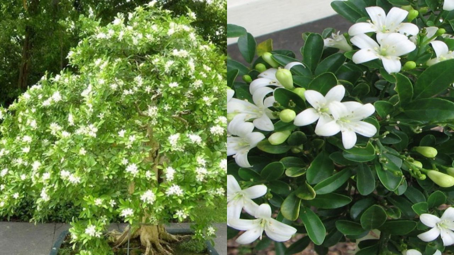 Trồng cây nguyệt quế có thể trồng trong chậu