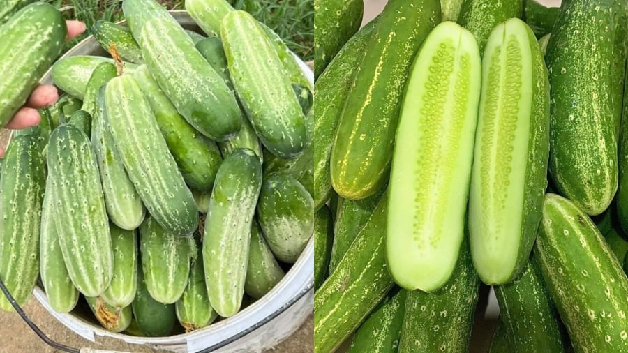 Dưa chuột bị đắng là hiện tượng bình thường và không ảnh hưởng tới sức khỏe của người sử dụng. Tuy nhiên, khi chọn dưa chuột, bạn nên quan sát kỹ để tránh chọn phải những quả có vị đắng như vậy.