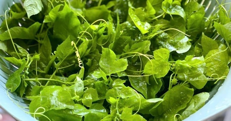Mùa vụ chính của rau lạc tiên kéo dài từ tháng 3 đến tháng 8