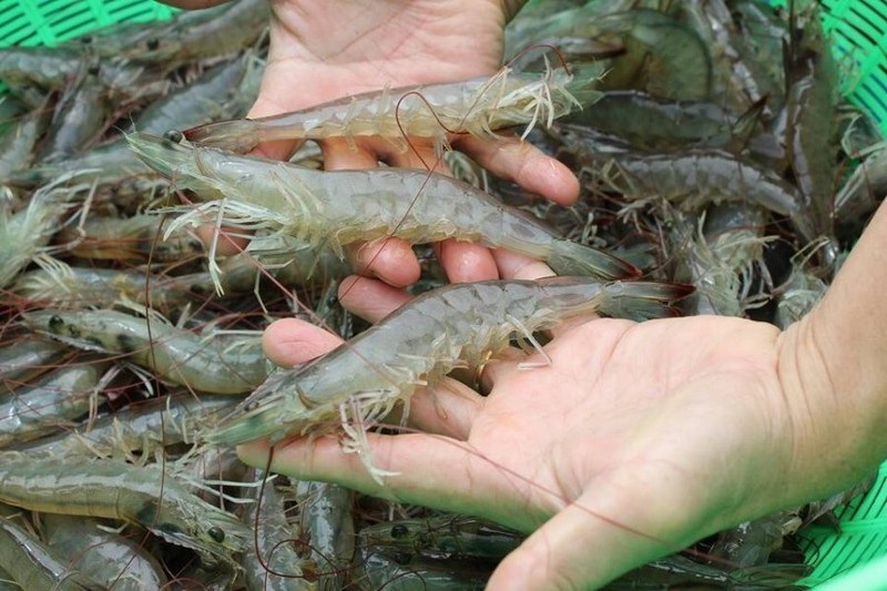 Tôm có độ cong tự nhiên, không quá gập gãy, thường là tôm tươi, còn chắc thịt và giàu dinh dưỡng hơn.