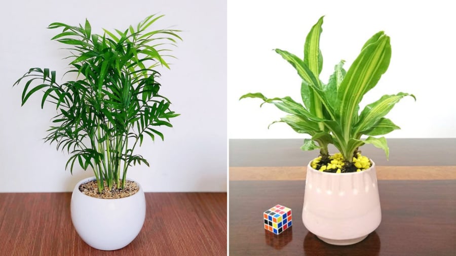 Cây cau tiểu trâm (bên trái) và cây thiết mộc lan có thể đặt trên bàn làm việc để cầu tài lộc.