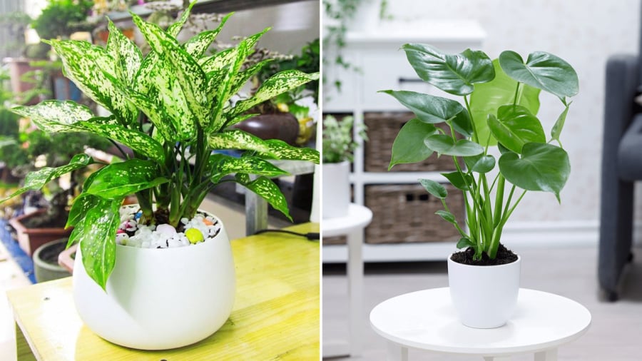 Cây ngọc ngân (bên trái) và cây tai phật là những cây phong thủy cầu tài lộc có thể sử dụng làm cây cảnh đặt trên bàn làm việc.
