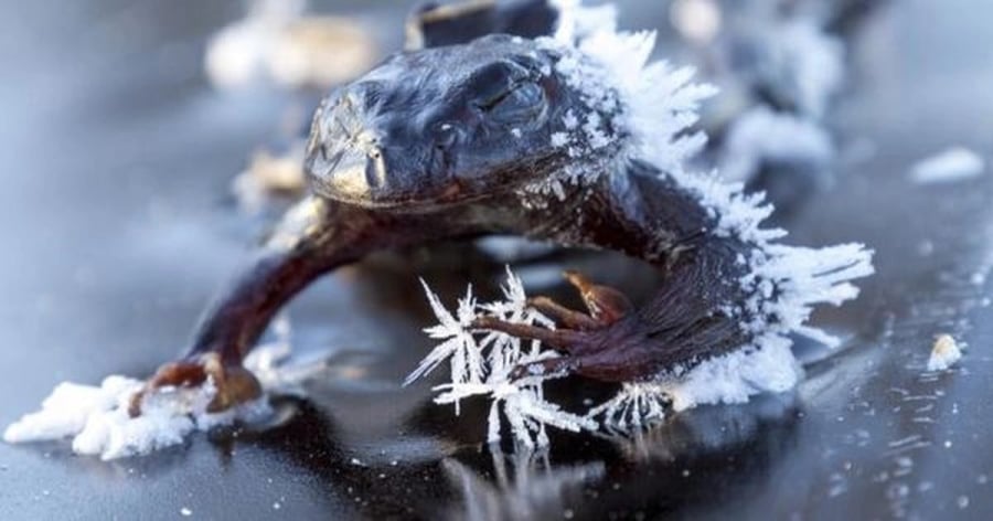 Ếch gỗ Alaska là một ví dụ tiêu biểu cho khả năng thích nghi tuyệt vời của tự nhiên