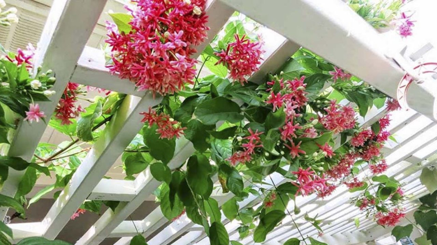 Giàn sử quân tử thơm và đẹp nhưng phải chú ý tránh sâu róm