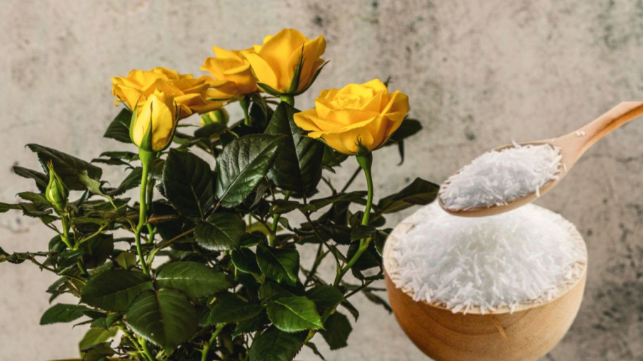 Mì chính giúp hoa hồng phát triển bộ rễ