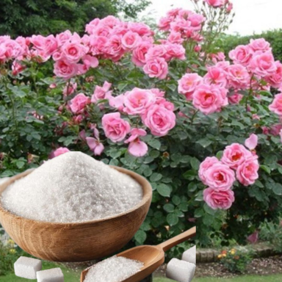 Hoa hồng thích uống nước đường