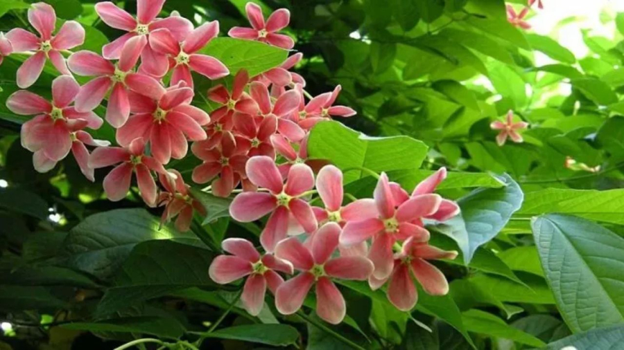 Sử quân tử cánh đơn