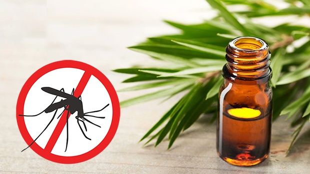 Cách đuổi muỗi ra khỏi nhà tự nhiên