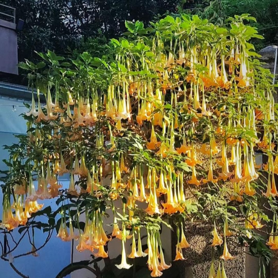 Hoa chuông mạn đà la xinh đẹp nhưng có thể gây nguy hiểm tính mạng