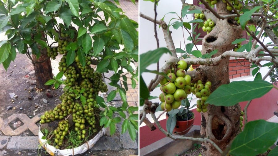 Người tuổi Dần, Thìn, Tỵ, Mùi trồng cây sung sẽ mang nhiều ý nghĩa tốt cho phong thủy.