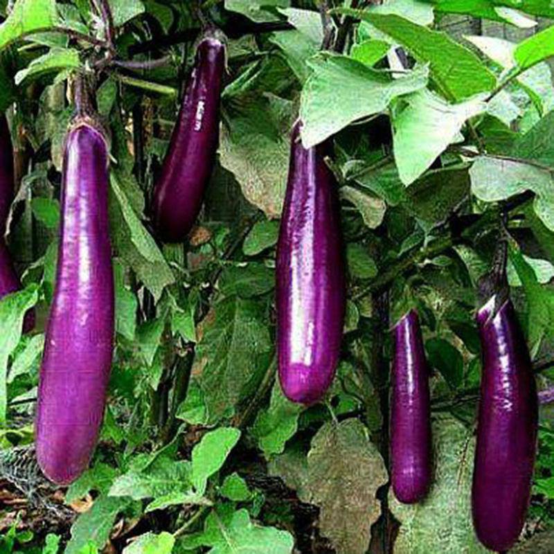 Cà tím có chứa nhiều vitamin như vitamin C, K, B6 và các khoáng chất như kali, mangan và folate